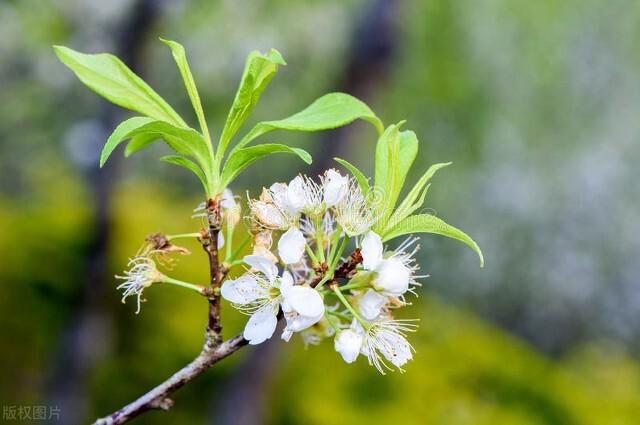 李子树开花打什么药保果率最好