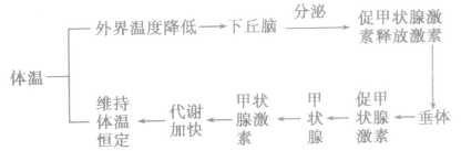 ．尿素、血红蛋白属于内环(图2)