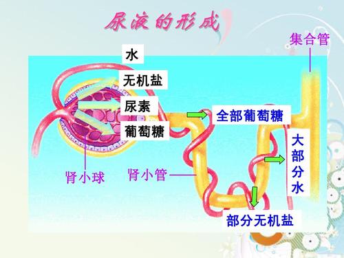 人体中含有尿素吗尿素过高有什么影响(图1)