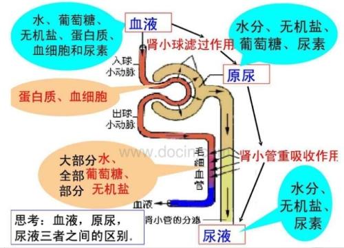 人体中含有尿素吗尿素过高有什么影响(图3)