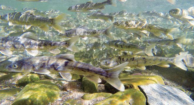 淡水鱼无法在大海生存黄河每天把鱼冲下海这些鱼都死了吗？(图1)