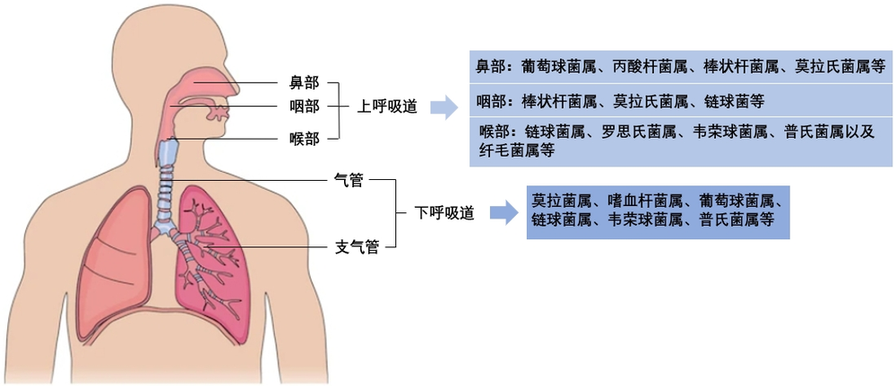 抗菌药物是一把双刃剑合理使用与否事关健康(图1)