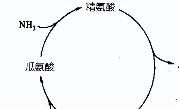 尿素作为一种常见的肥料竟然能喂牛？这是为何？(图3)