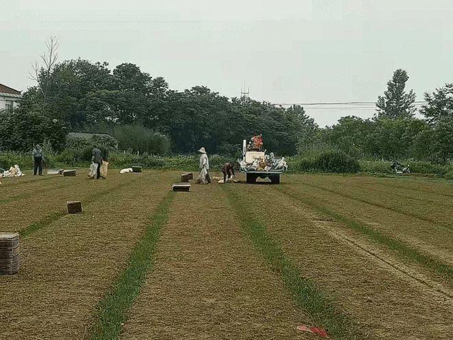 惊喜!一场变革正在仪征这个果园悄然进行(图3)