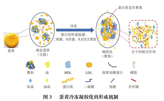 《食品科学》：贵州医科大学黄群教授、李鑫博士等：蛋黄冷冻凝胶化的产生原因及抑制方法的研究进展(图3)