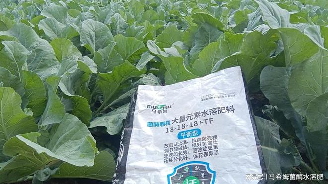 水溶肥跟普通肥料有什么区别？(图1)